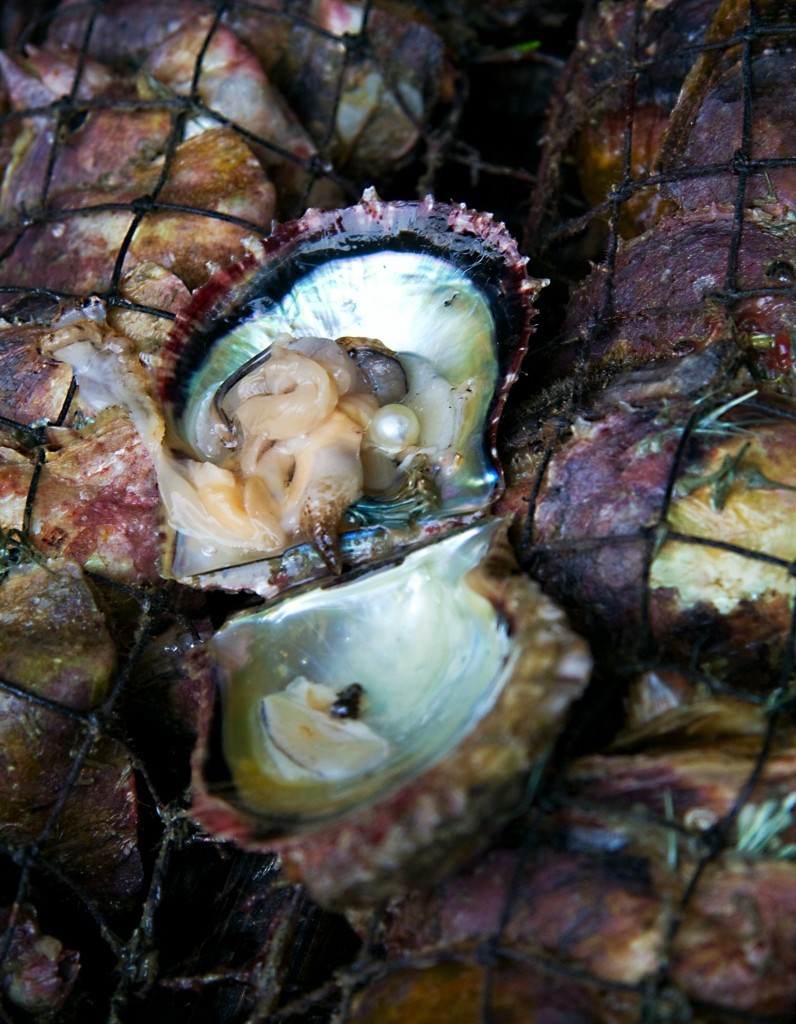 oyster shell with cultured akoya pearl inside