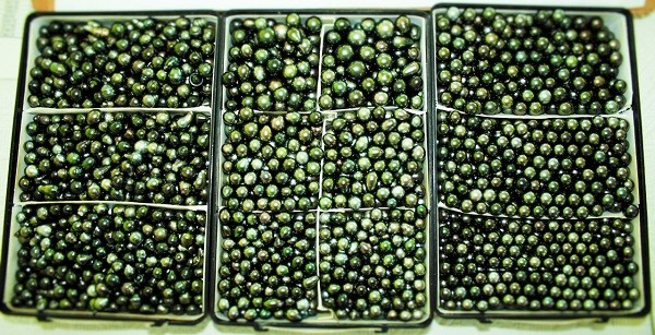 green toned tahitian pearls