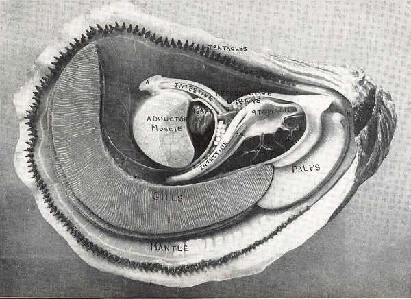 drawing explaining the anatomy of an oyster