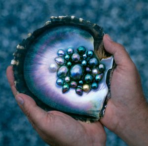 black pearls oyster