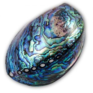 Abalone Shell