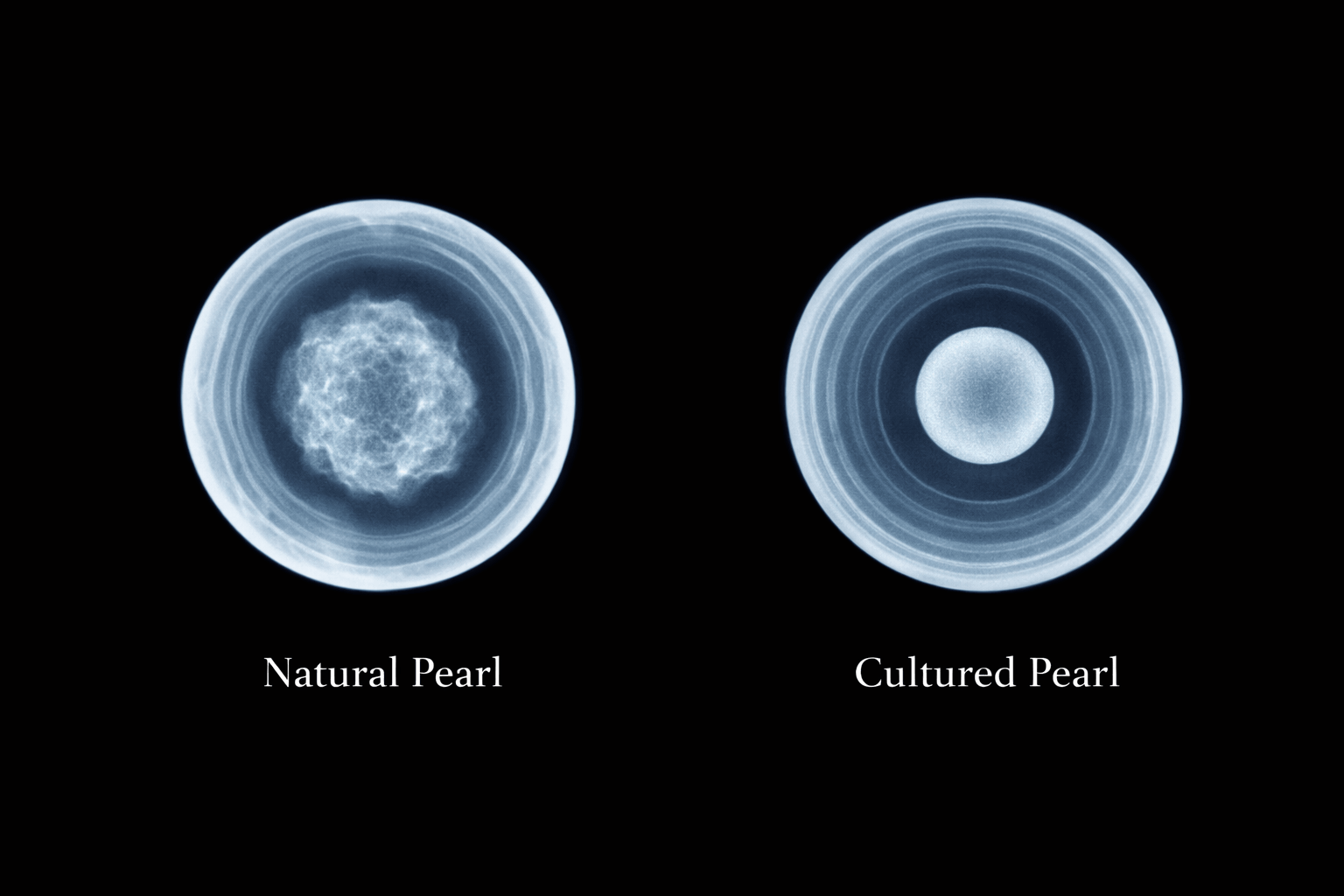 pearlsonly-blog-110-image-3-pearl - Natürliche vs. gezüchtete Perlen unterscheiden - Perlen Schmuck - pearlsonly